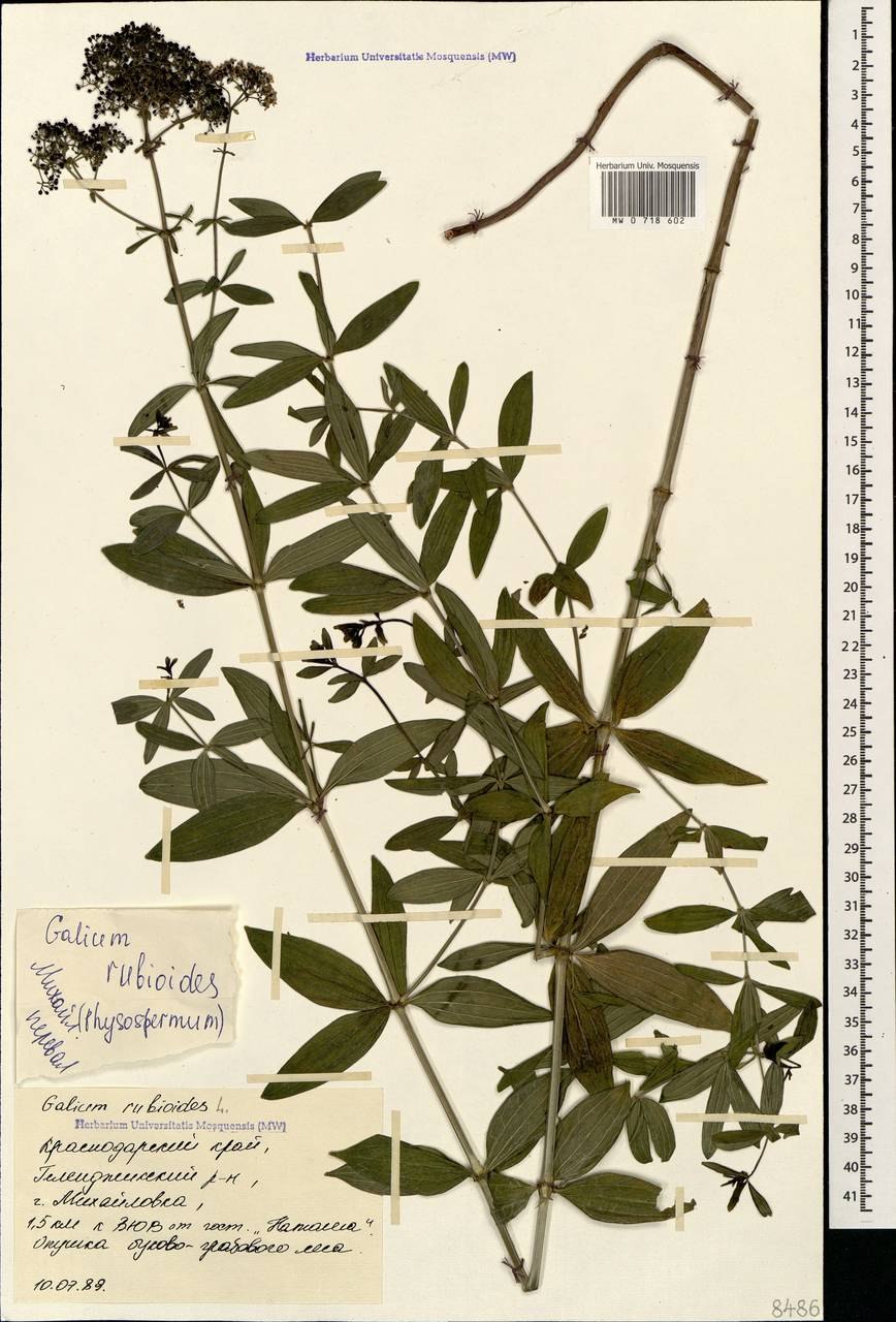 Подмаренник Шультеса