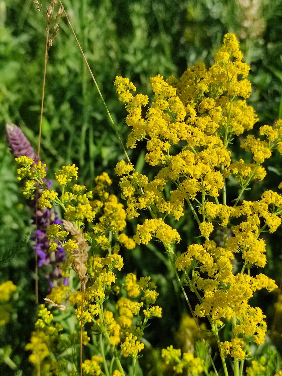 Подмаренник трехрогий