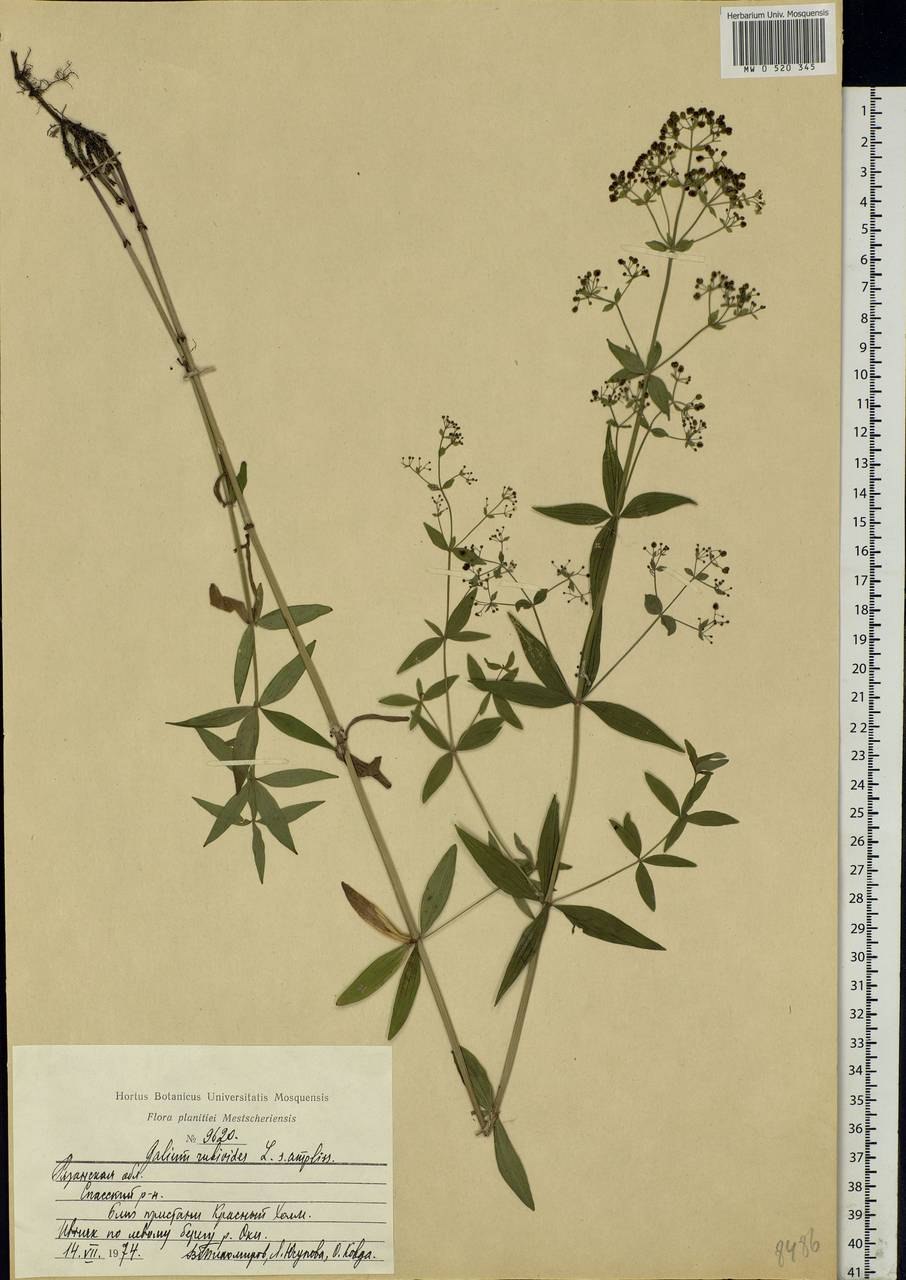 Подмаренник трехнадрезанный