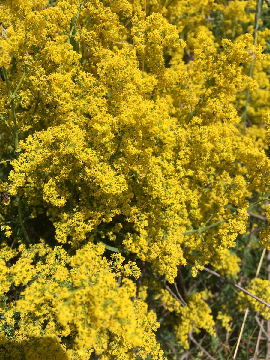 Подмаренник русский