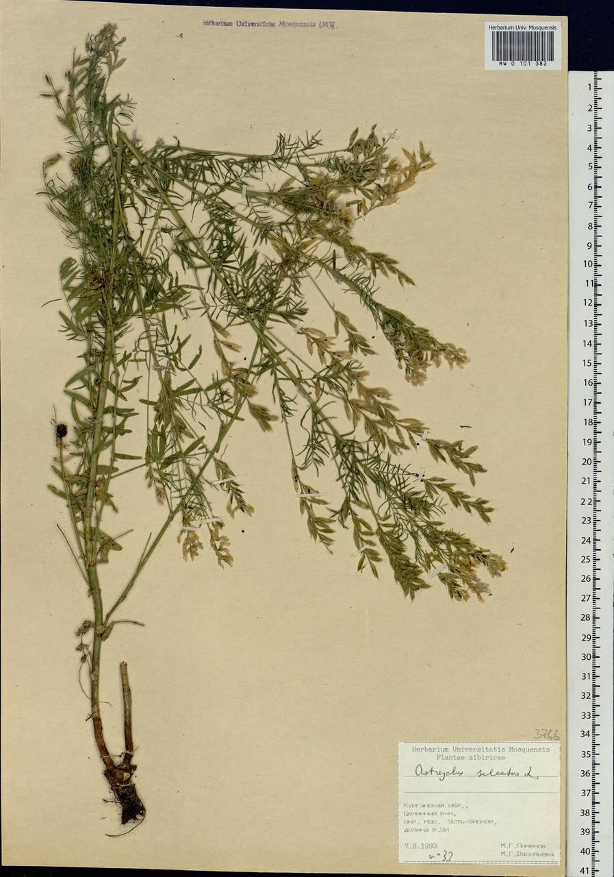 Astragalus Onobrychis гербарий