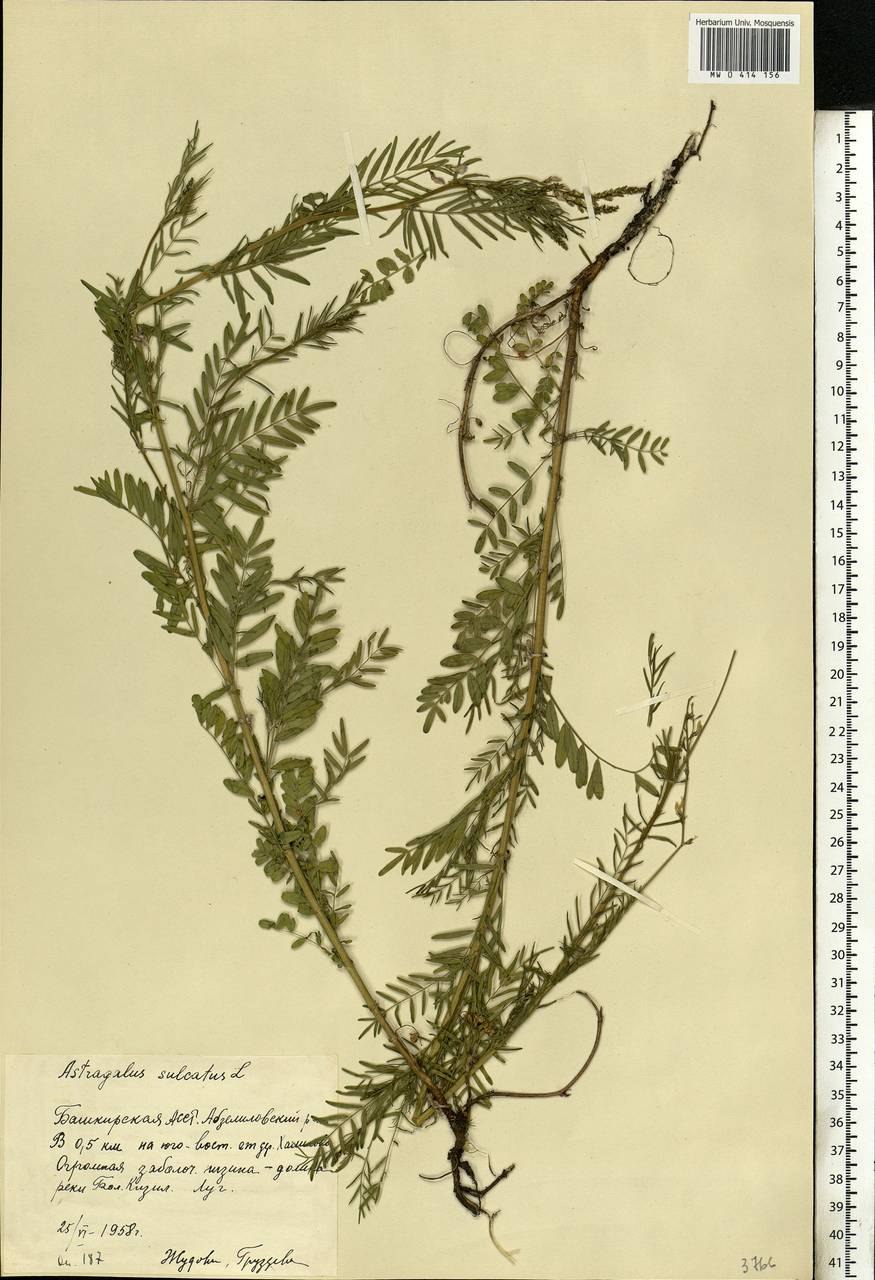 Лядвенец астрагал бороздчатый