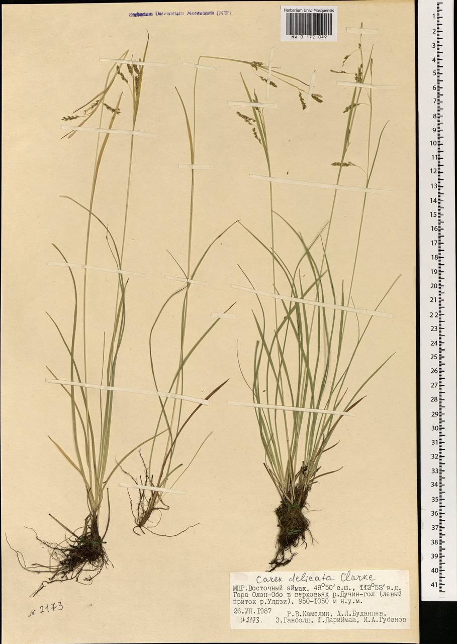 Осока светлая рисунок
