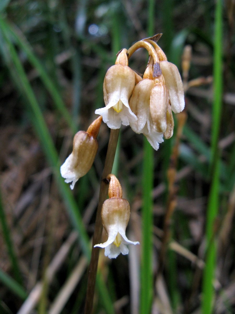 Gastrodia agnicellus Орхидея