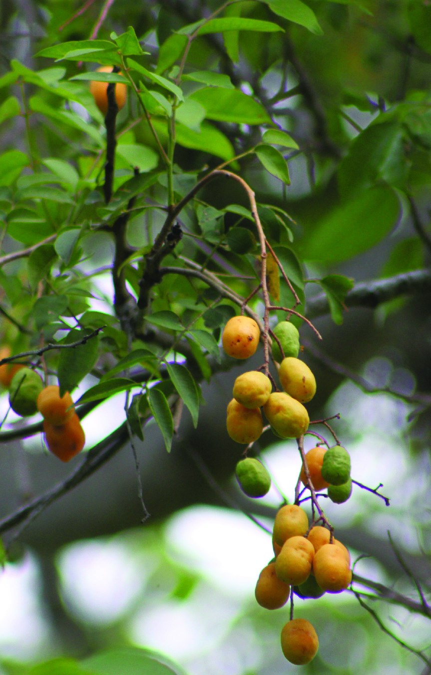 Пурпурный момбин (Spondias purpurea)