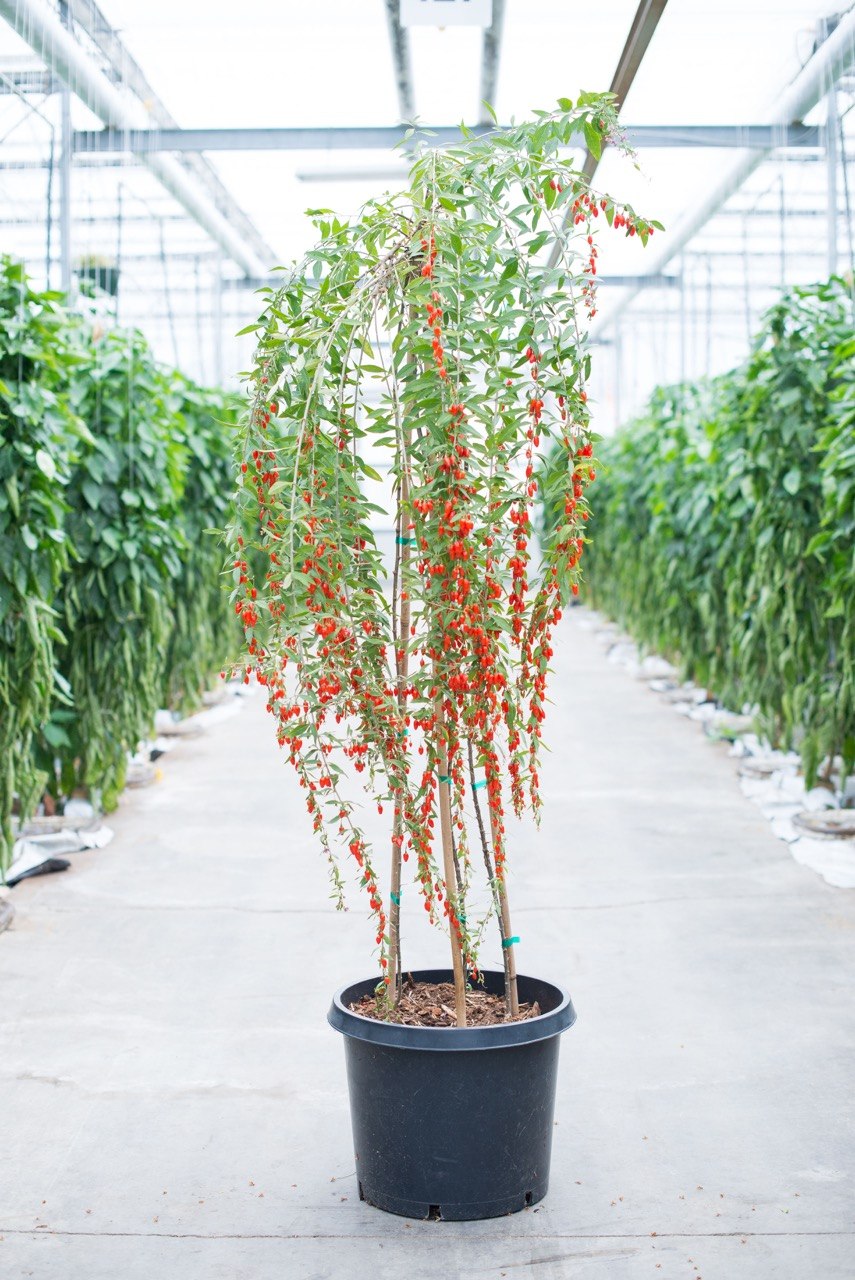 Дереза китайская