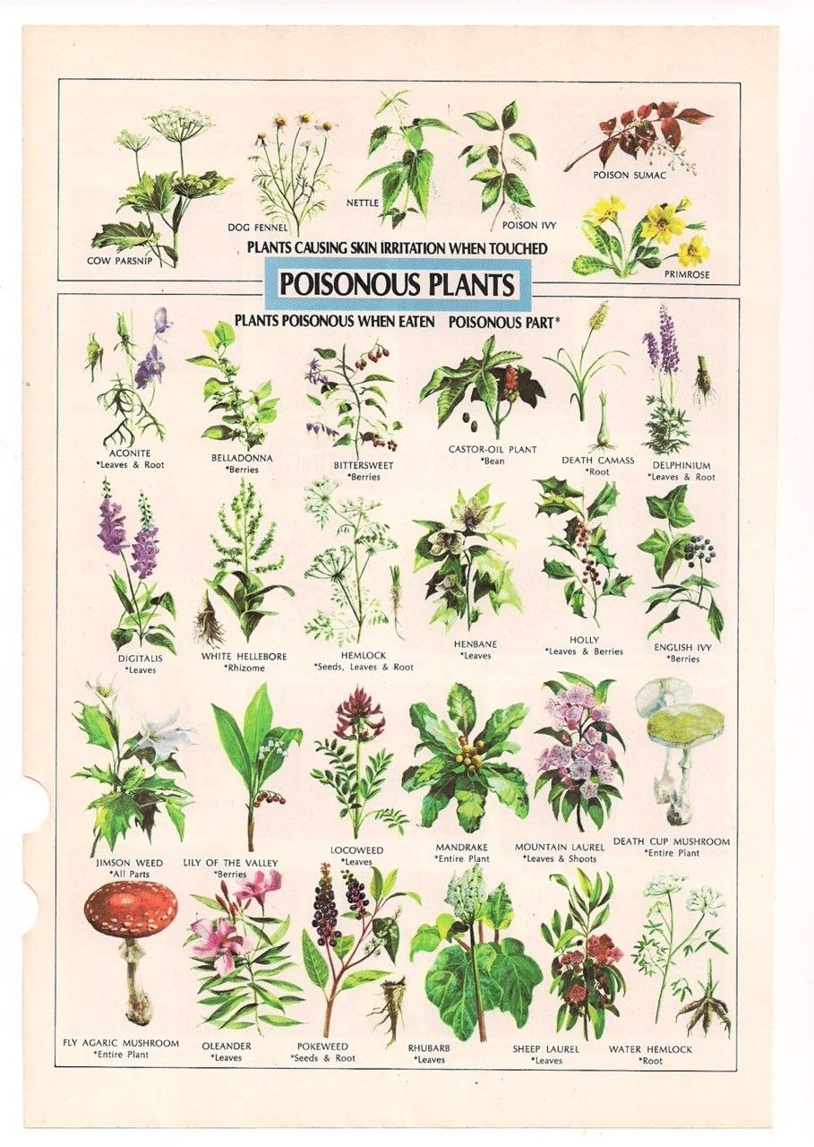 Ядовитые травы для кроликов