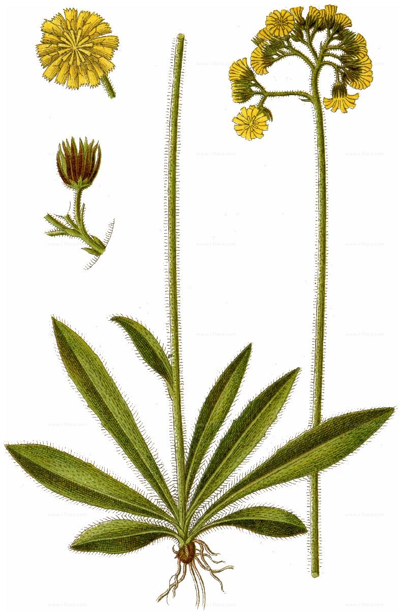 Ястребинка Путоранская