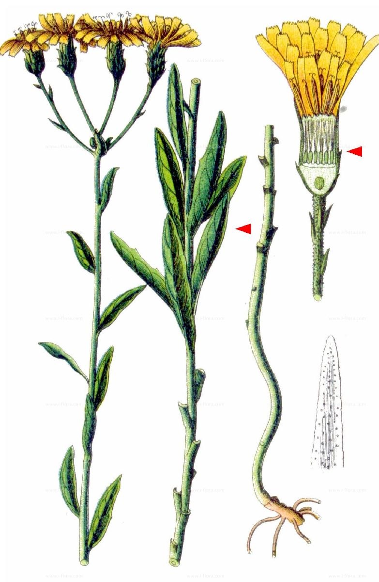 Ястребинка волосистая Hieracium pilosella
