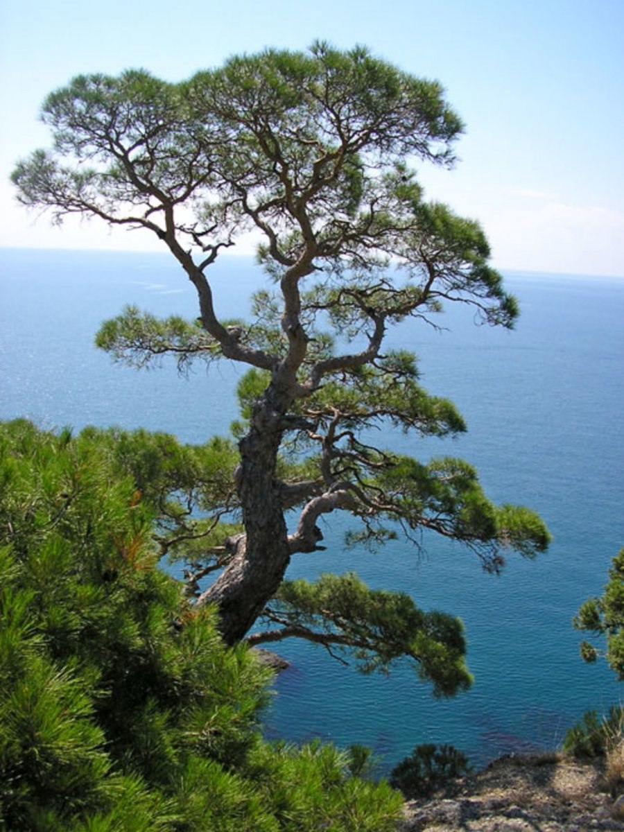 Сосна Крымская (Палласа) Pinus pallasiana