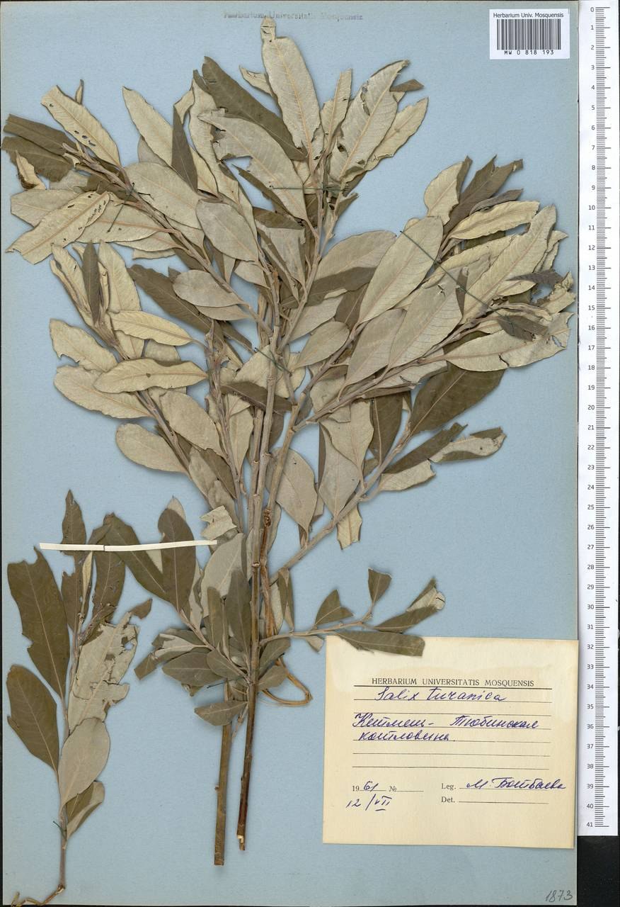 Ива увлажненная (Salix irrorata)