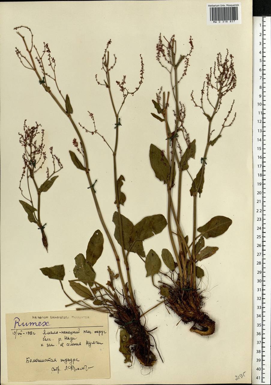 Ревень Сибирский