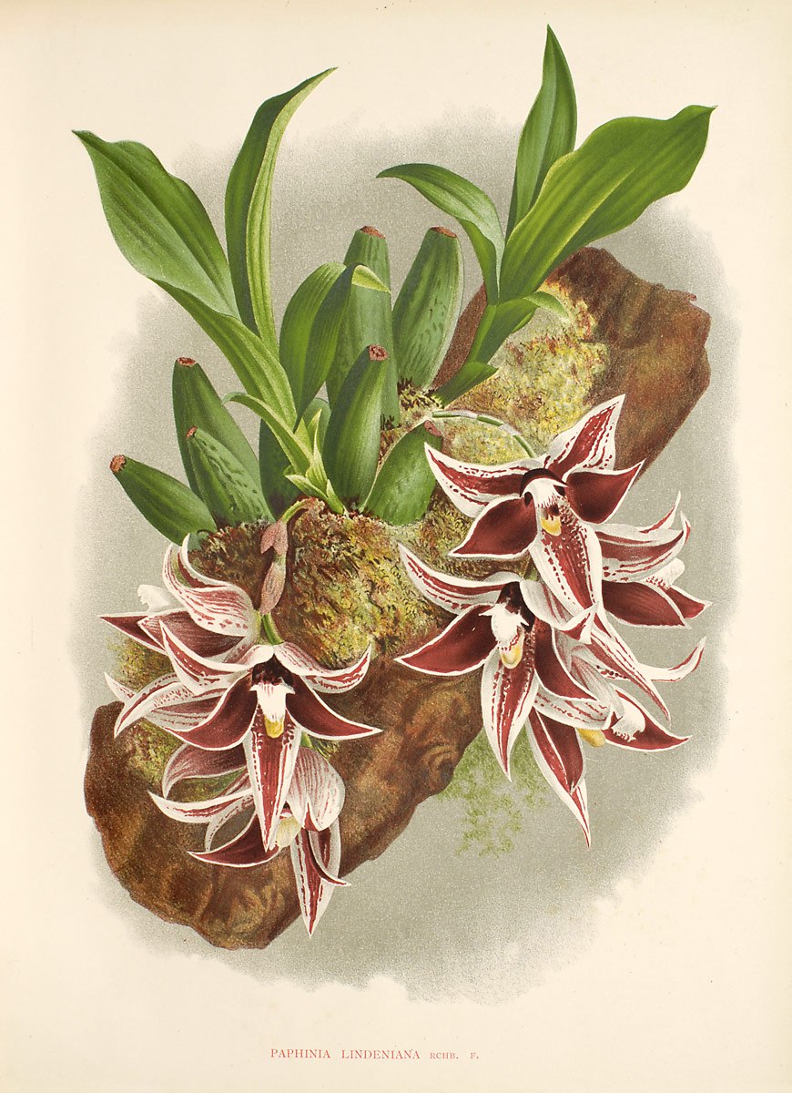 Орхидея Paphinia cristata