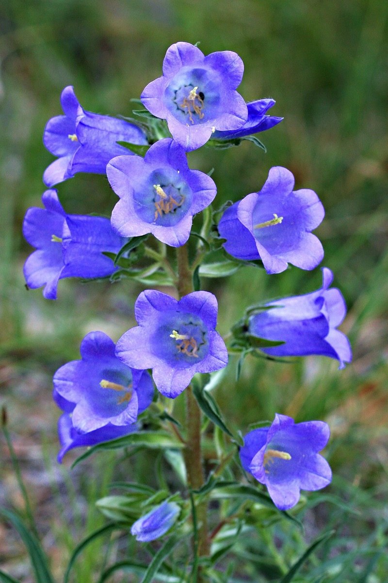 Колокольчик персиколистный Campanula persicifolia
