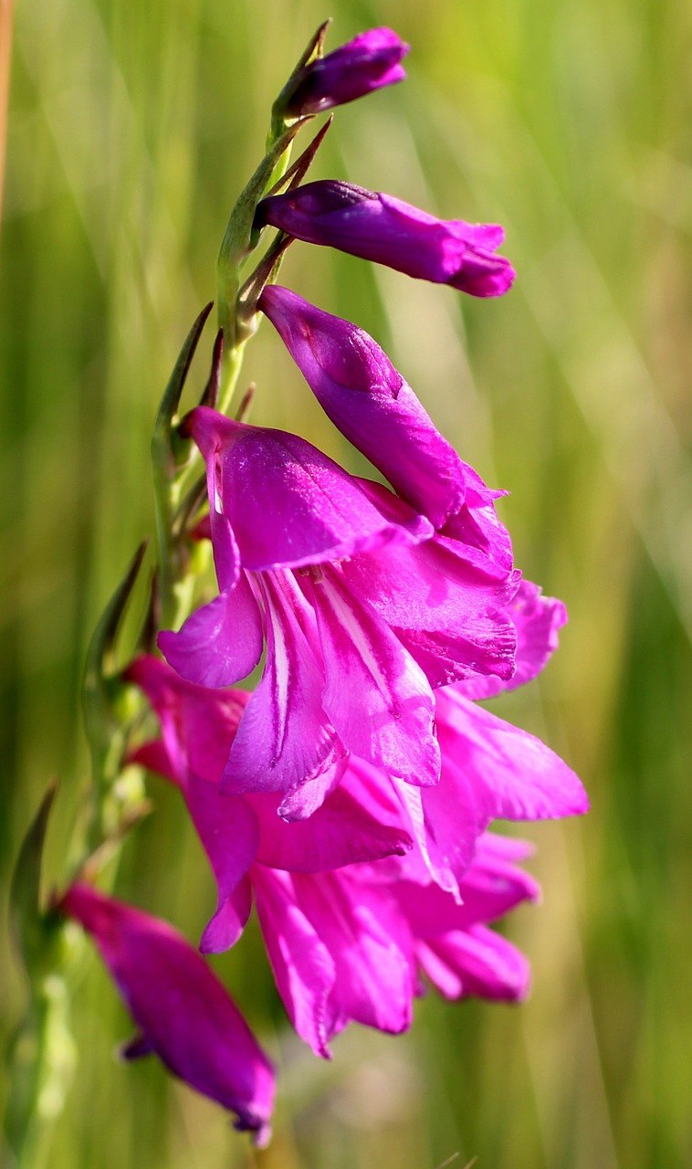 Ирис черепитчатый