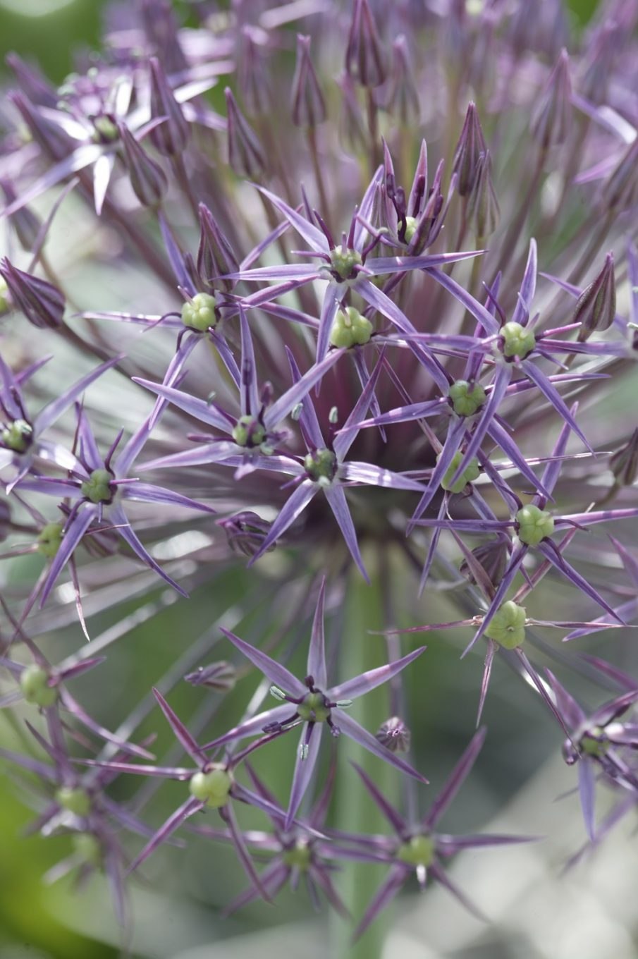 Пеперомия туполистная цветы