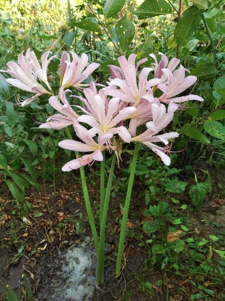 Lycoris squamigera