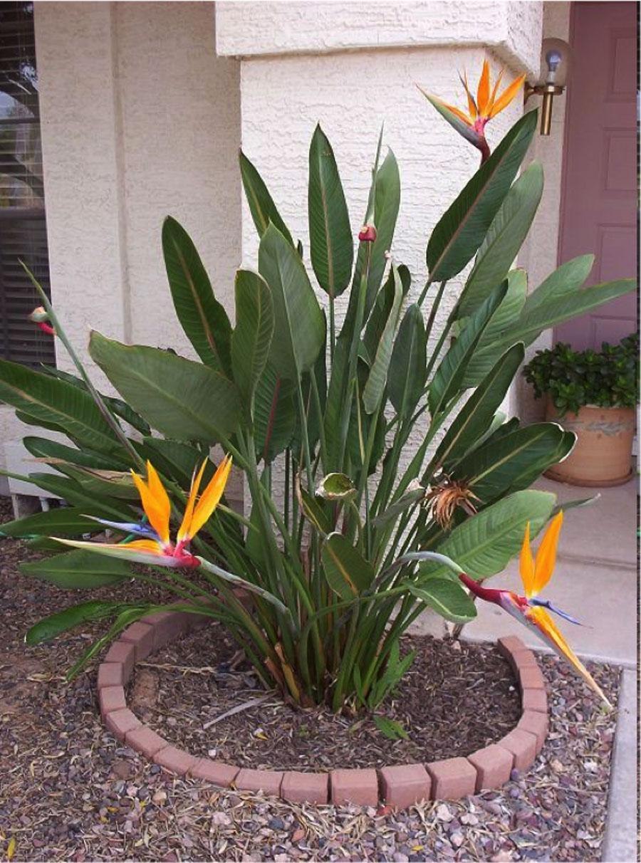 Стрелиция Reginae семена