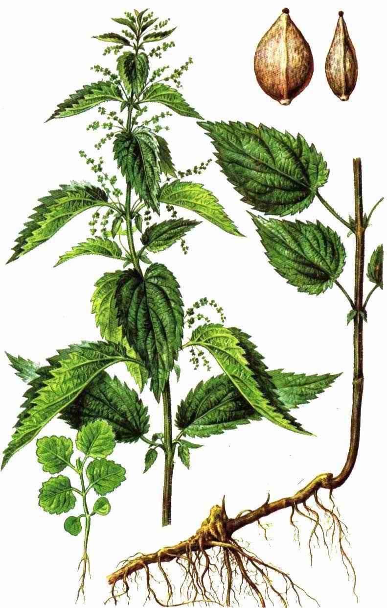 Верба и Ива