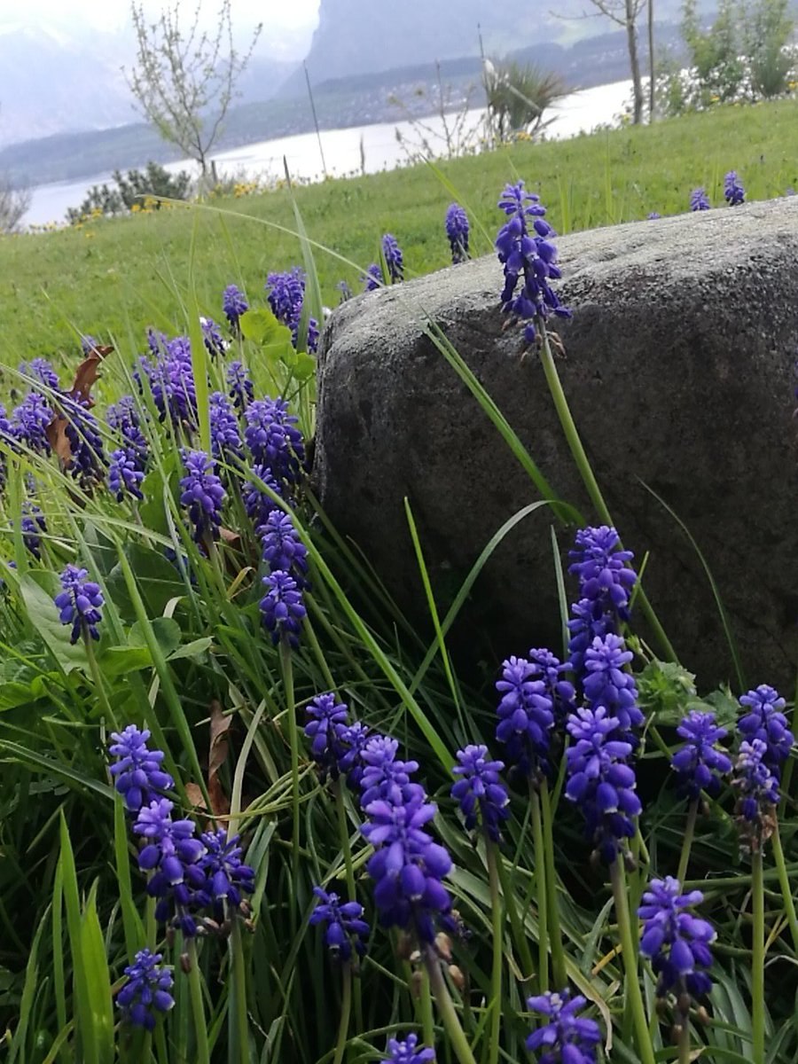 Беллевалия Грин Перл