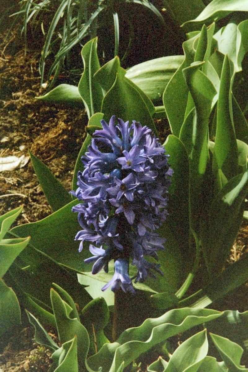 Бельвалия Сарматская