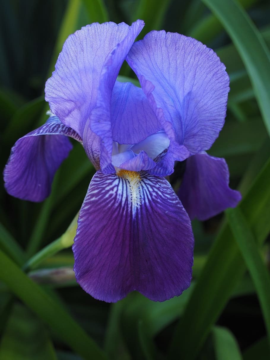 : Ирис щетинистый (Iris setosa), Ирис разноцветный (Iris versicolor)