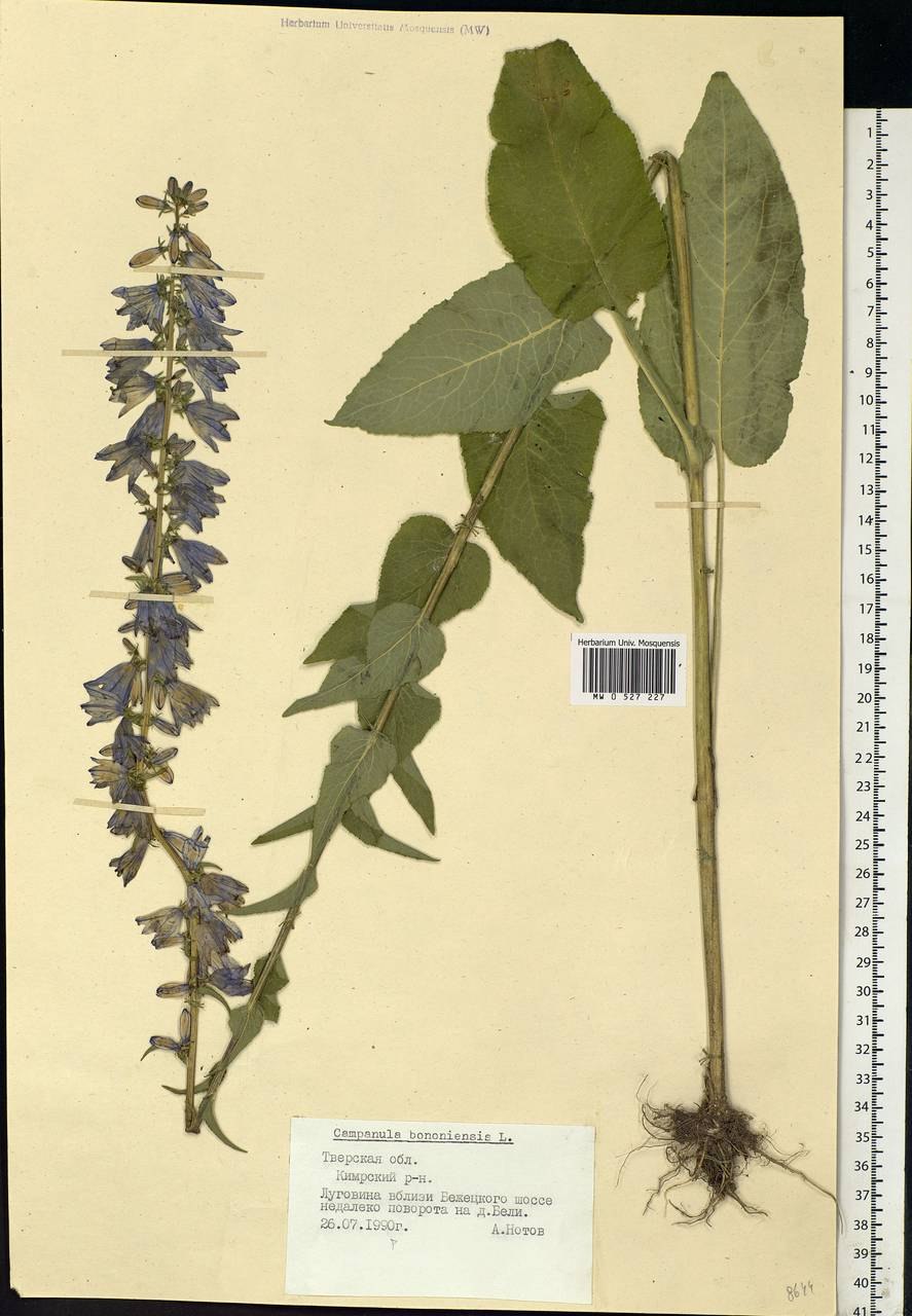 Колокольчик болонский