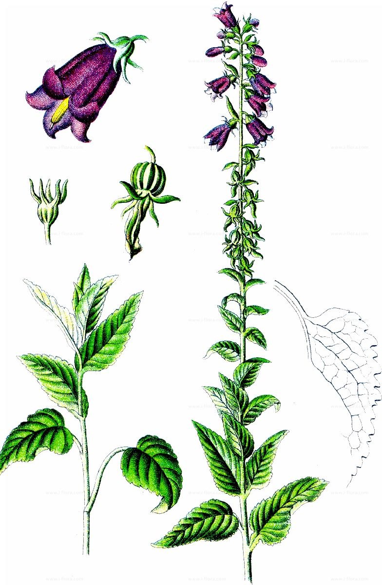 Campanula kirpichnikovii