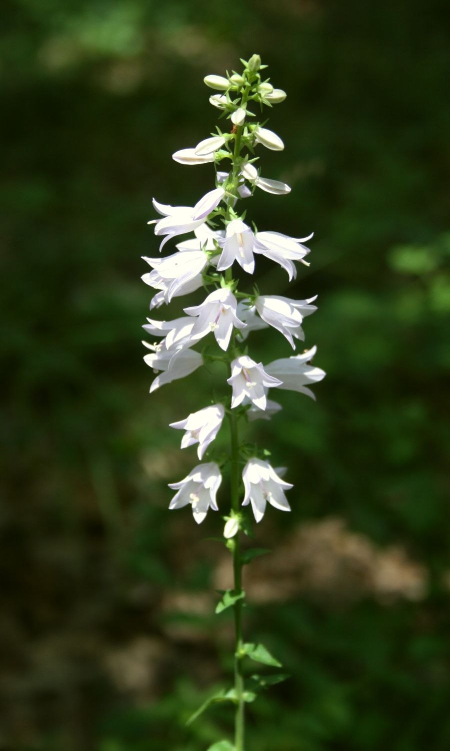 Колокольчик Портеншлага