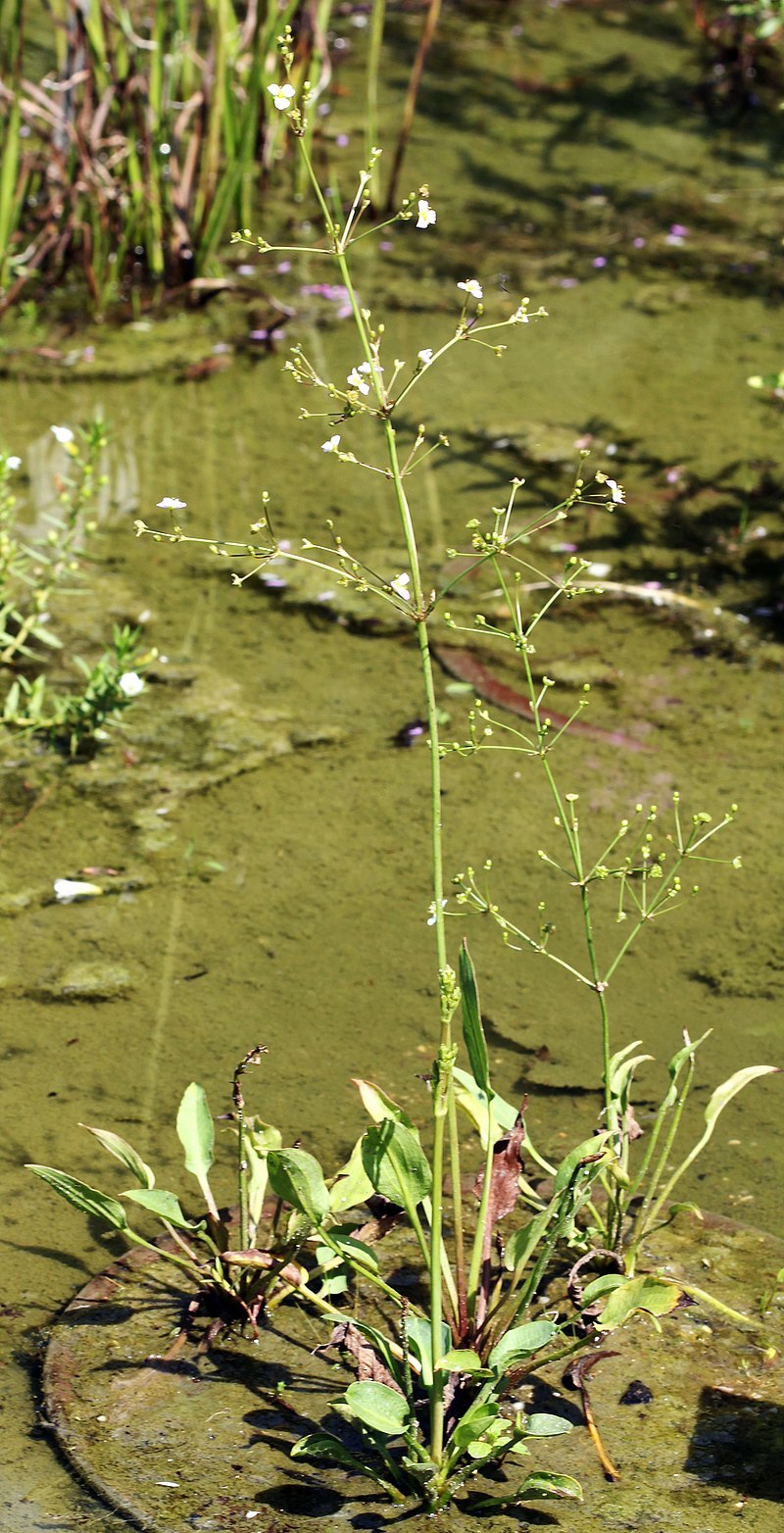Частуха ланцетная
