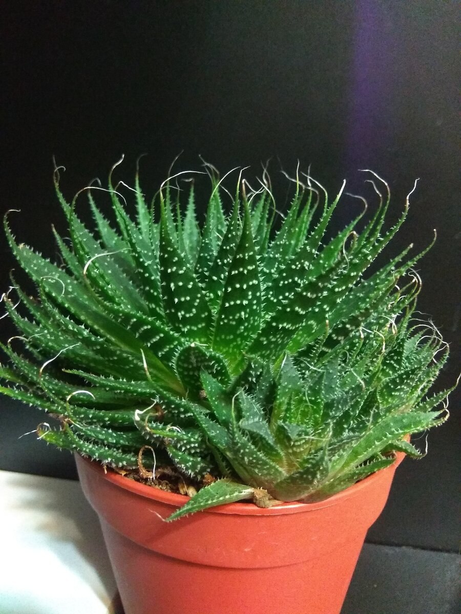 Алоэ остистое хавортия