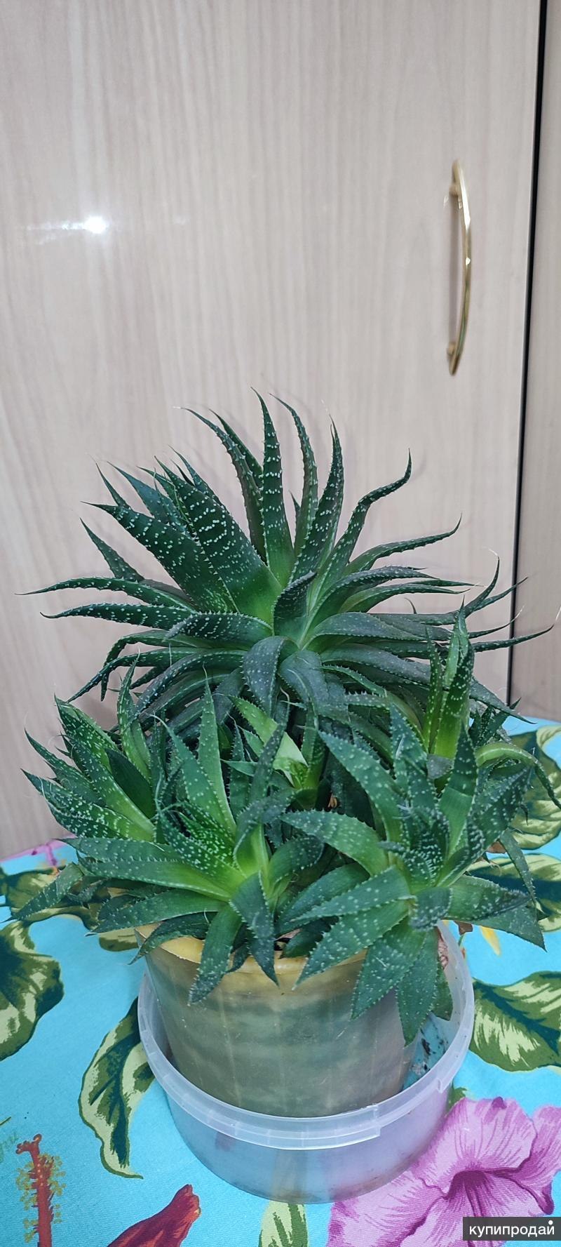 Суккулент Aloe aristata