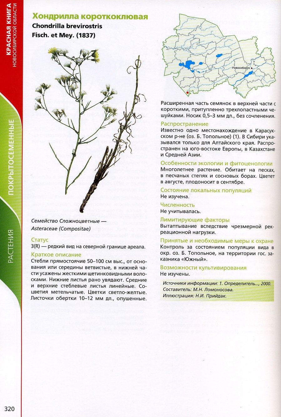 Pandemis Chondrillana