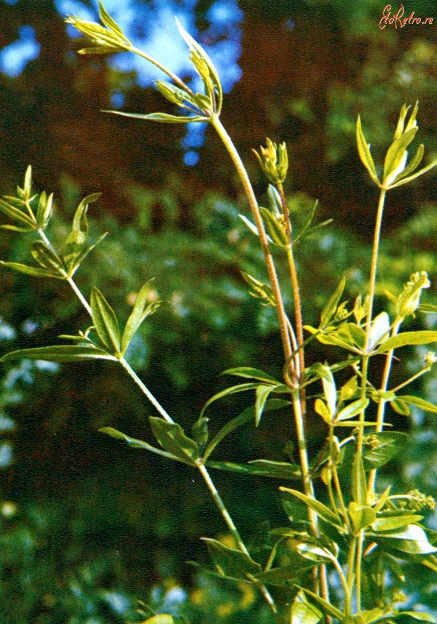 Марена красильная Фармакогнозия