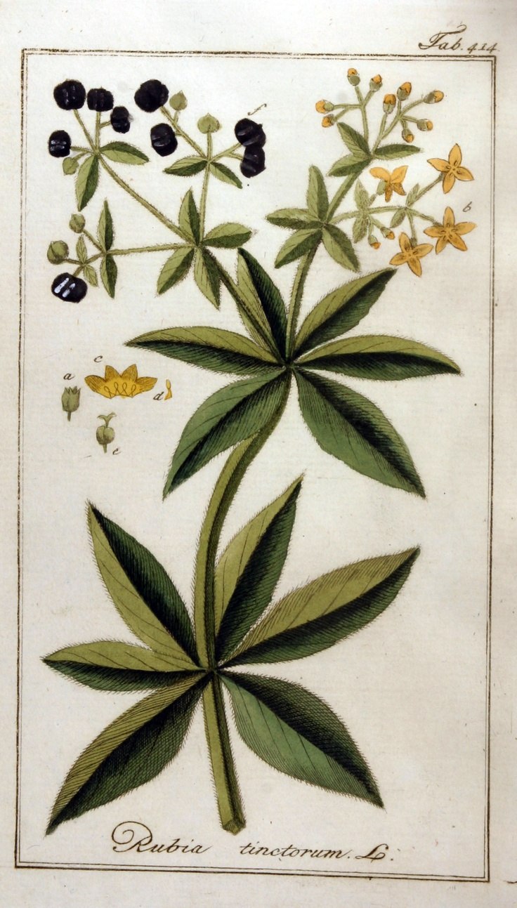 Марена красильная