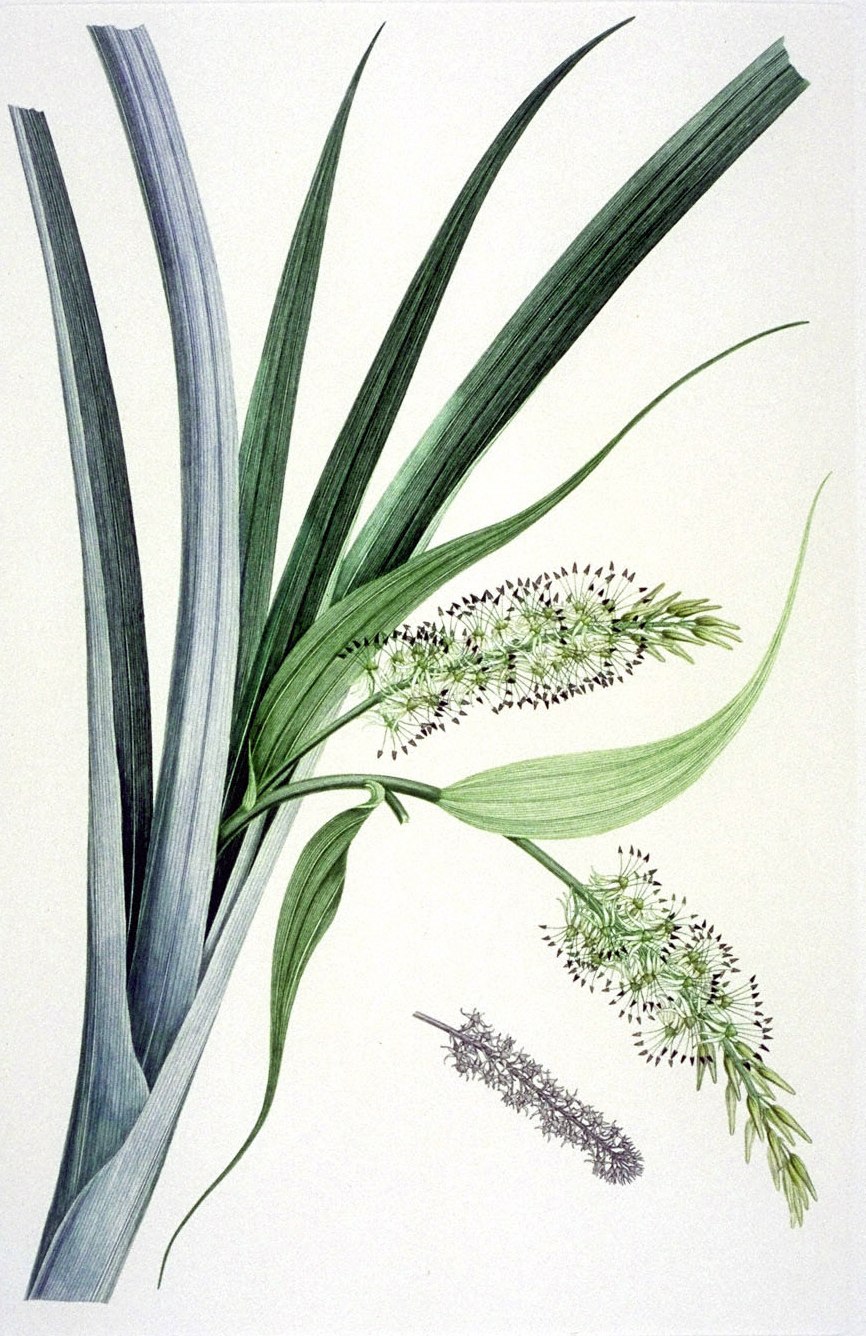 Empetraceae Empetrum rubrum