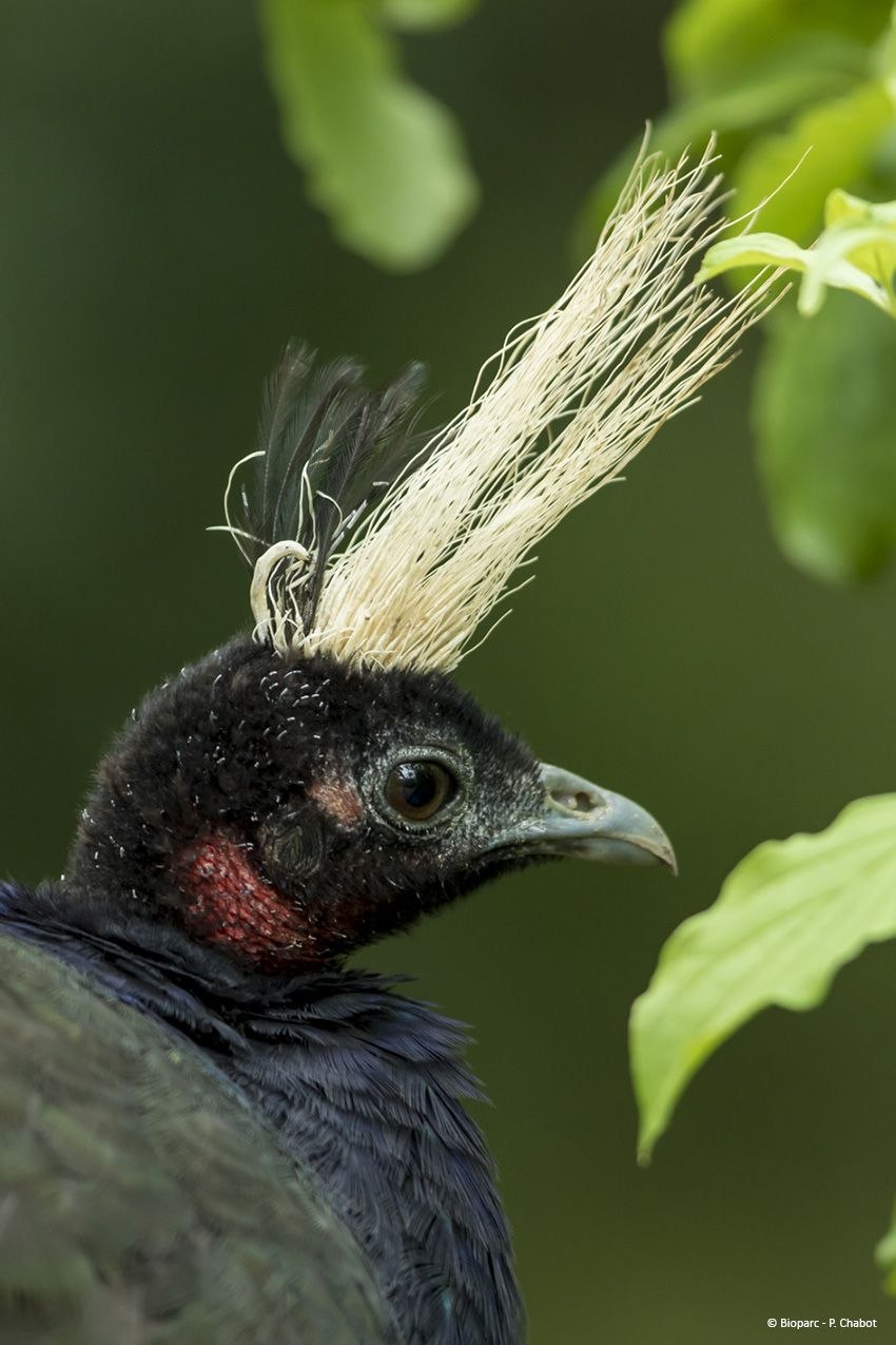 PV контроллер заряда ls1024rp