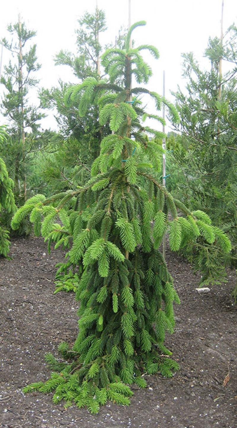 Picea Abies Инверса