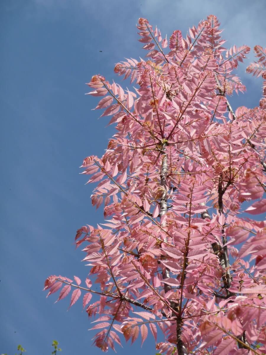 Toona sinensis Flamingo