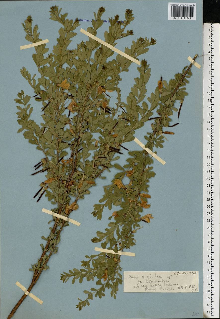 Карагана скифская