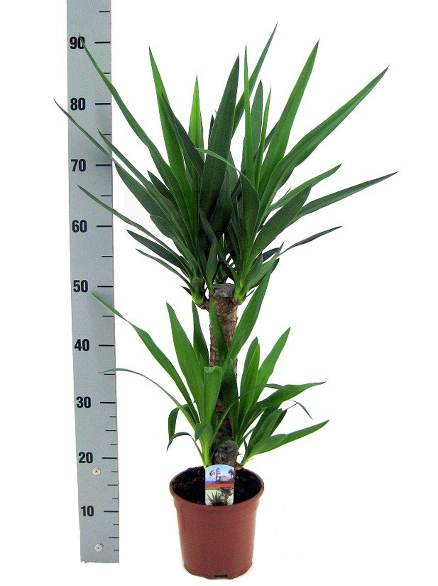 Юкка остролистная