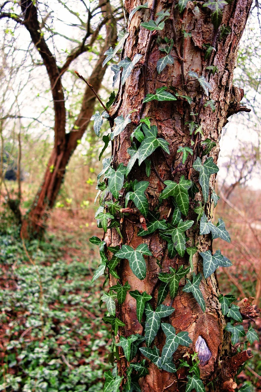 Плющ хищник