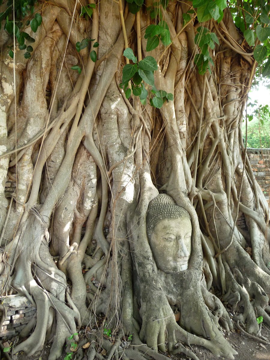 Фикус душитель Баньян