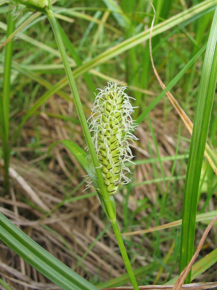 Carex vesicaria l.
