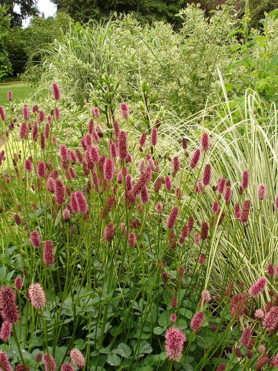 Кровохлебка officinalis