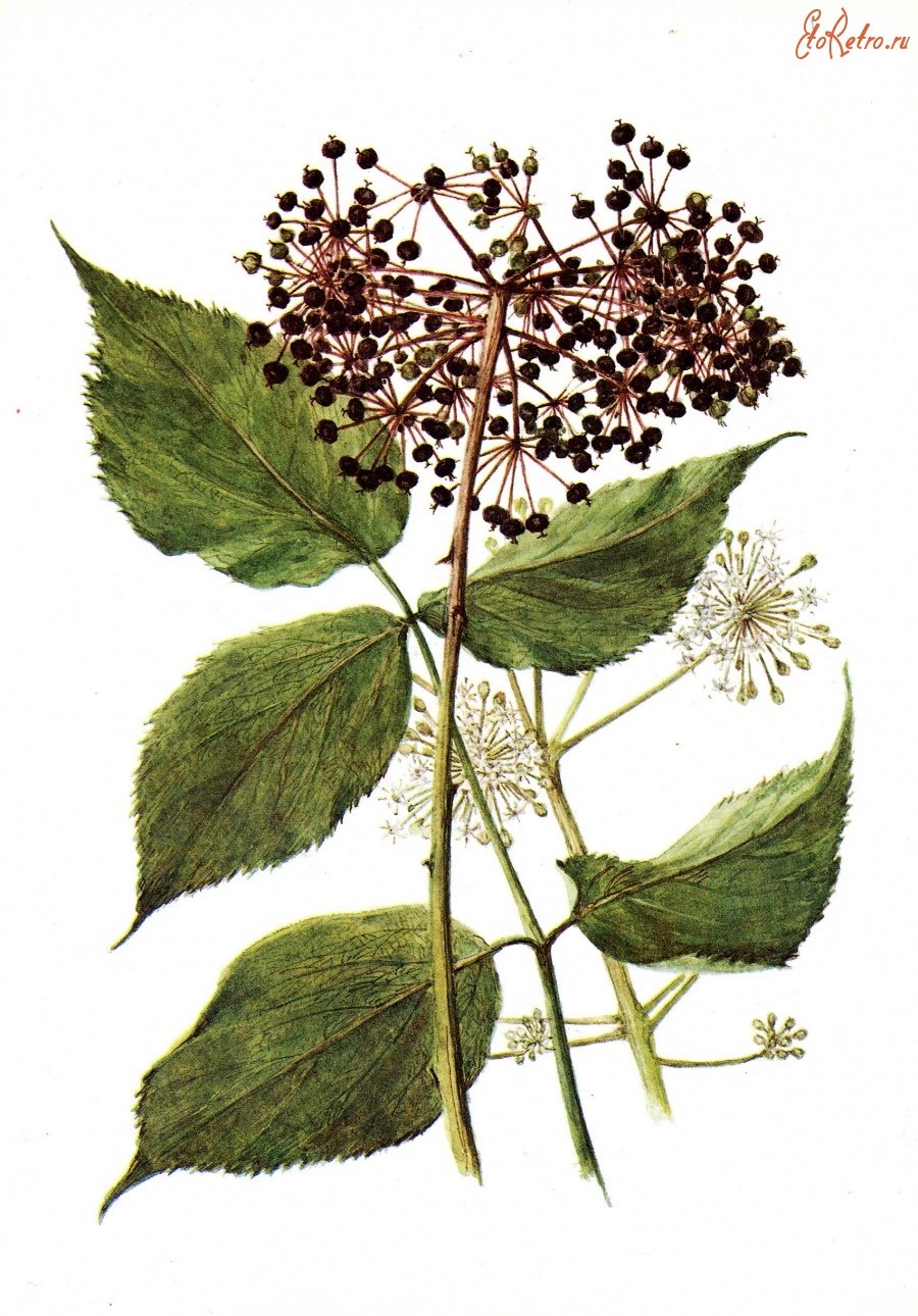 Аралия высокая