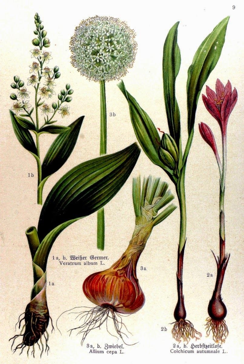 Лук Семенова