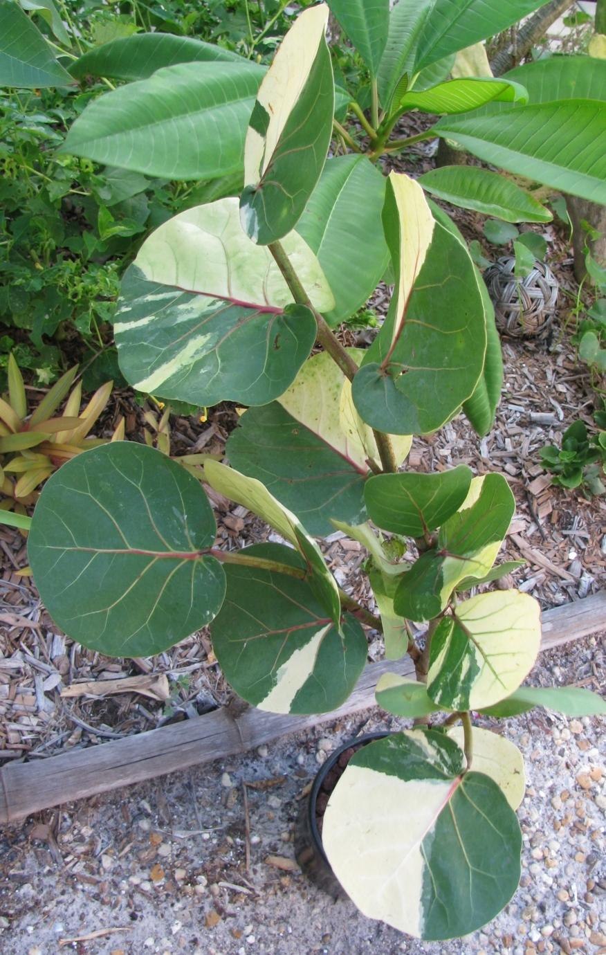 Coccoloba gigantifolia дерево