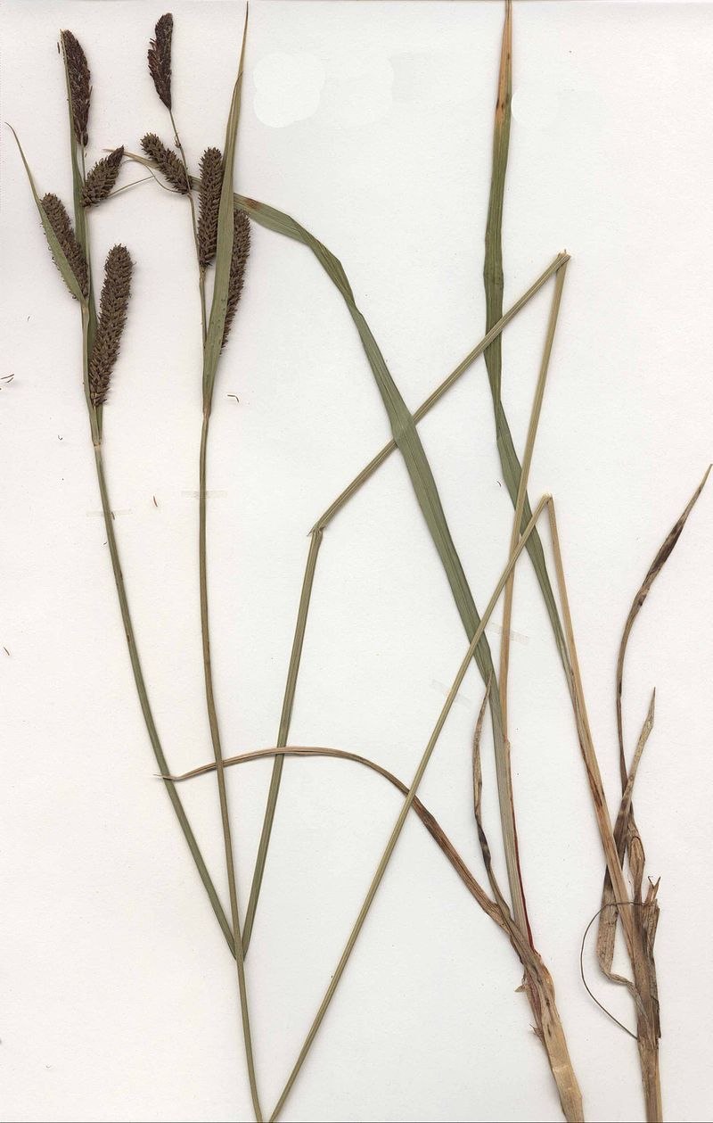 Осока Прибрежная