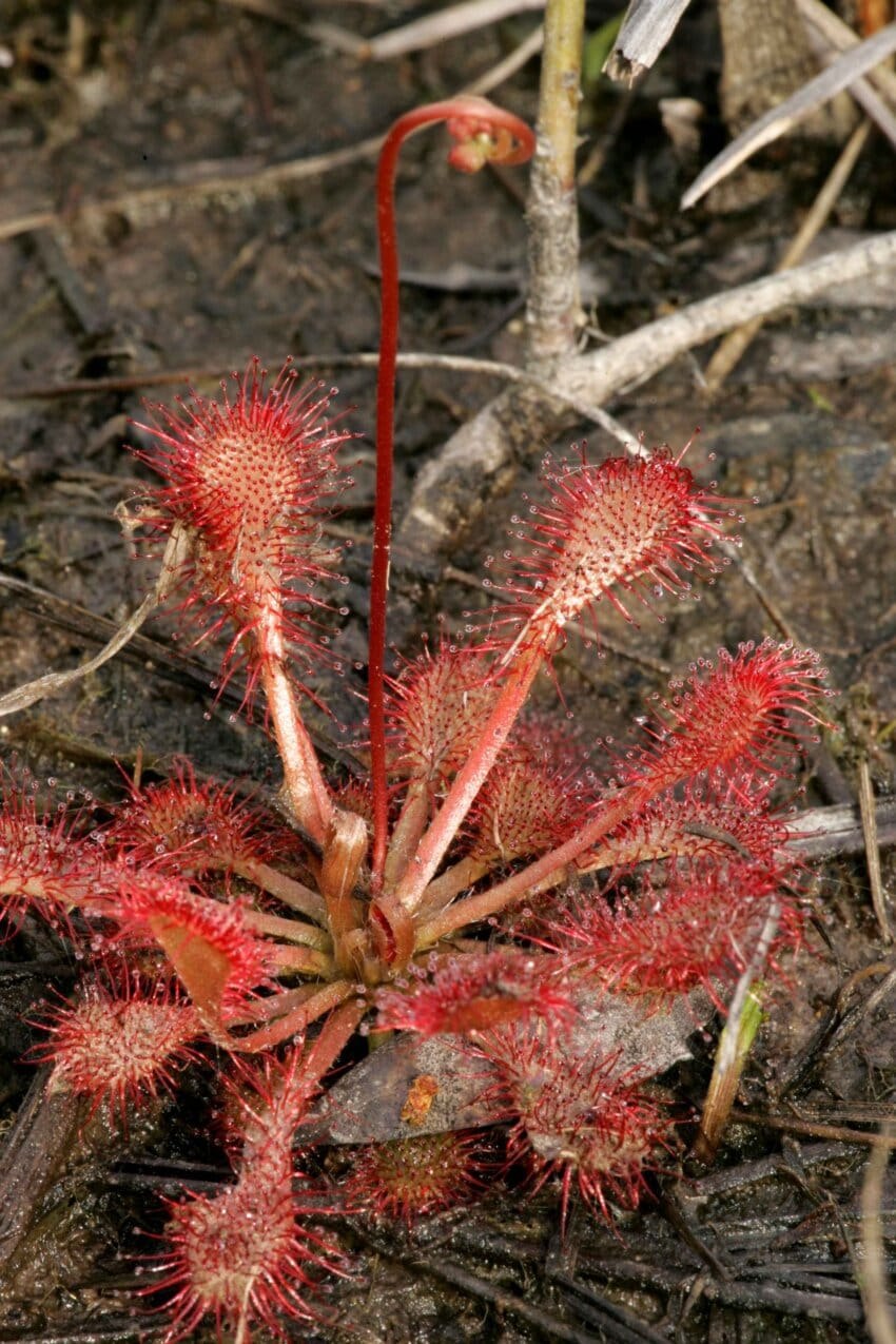 Росянка длиннолистная, или английская